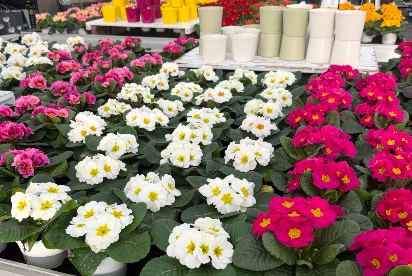 Monheimer Blumenmarkt